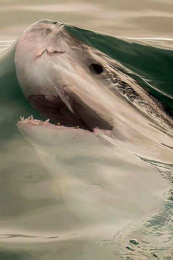 perfectly-timed-photos-300914_20
