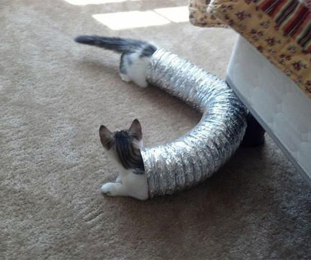 perfectly-timed-photos-300914_7