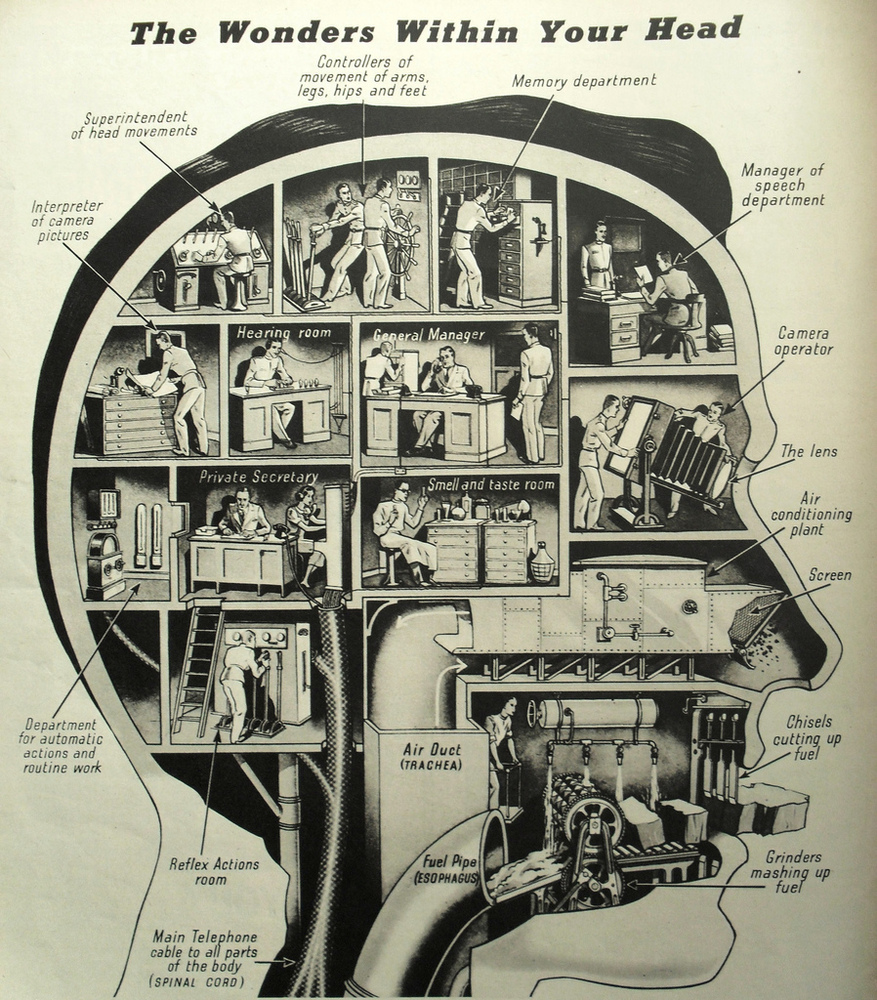 The Wonders Within Your Head: Your Brain Explained in Rooms and Departments 1 wonders within your head infographic