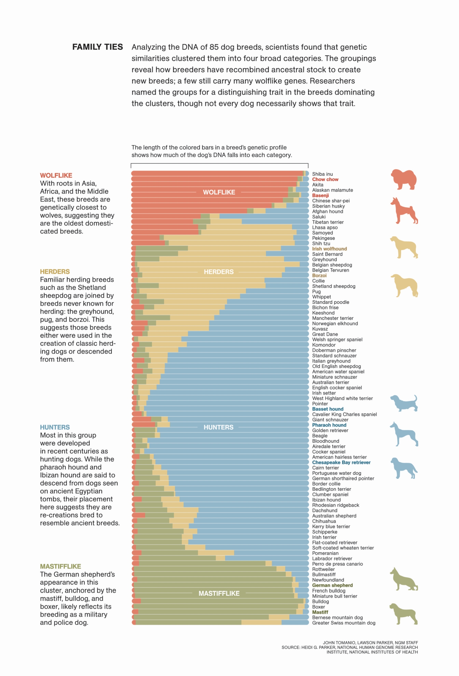 How Wolflike is Your Dog? 1 how wolflike is your dog 5