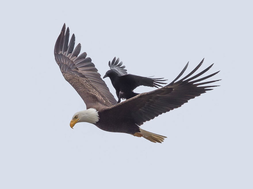 crow rides eagle bird photography 2