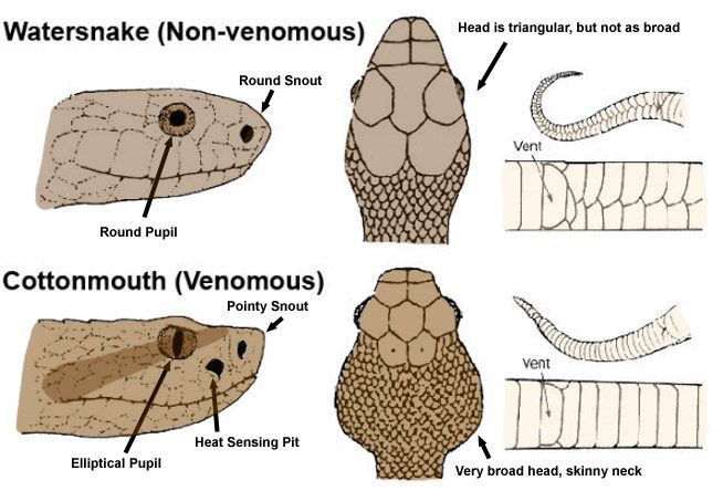 how to tell poisonous snakes from non poisonous ones 7
