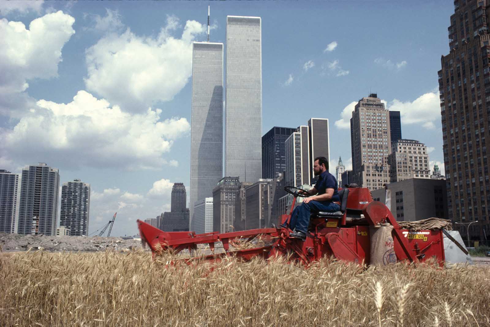 Cultivating a Wheat Field in the Heart of Manhattan: Agnes Denes’ Bold 1982 Project and the Reactions It Harvested 3 wheatfield in manhattan art project agnes denes 4