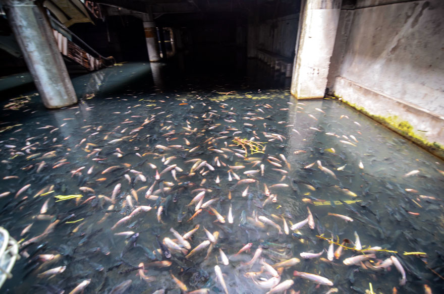 fishtank abandoned shopping mall bangkok 3
