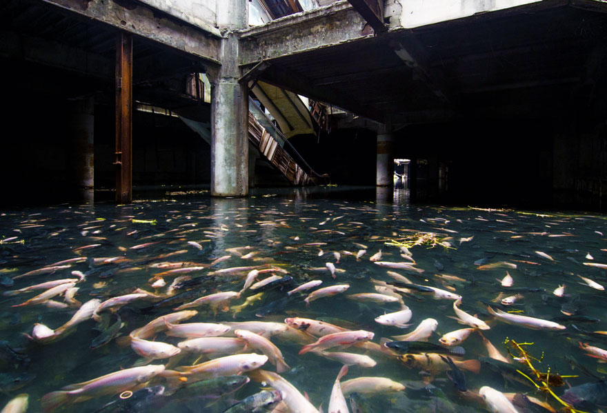 fishtank abandoned shopping mall bangkok 5