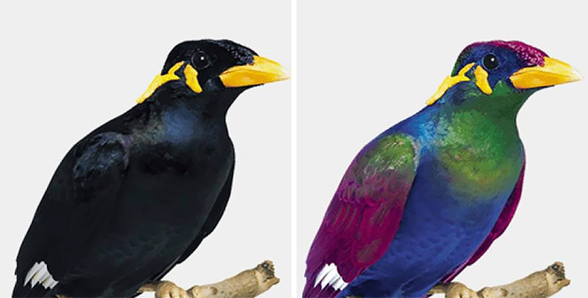 How Birds See The World As Compared To Humans 5 Human Vision vs Bird Vision